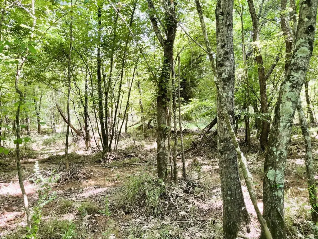 Picture 5