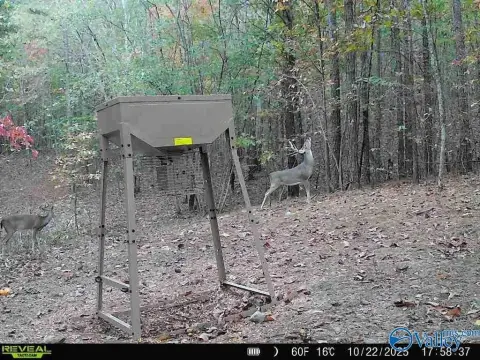 100-Acre Hunting Land