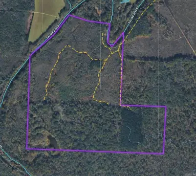 250 Acres Hardwood Timberland