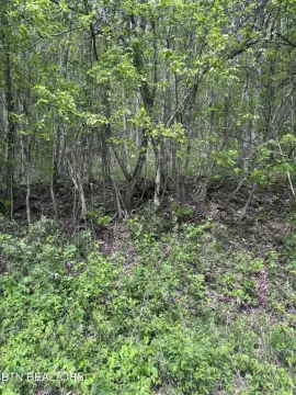 Wooded Lot in Lone Mountain