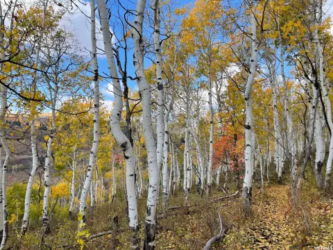 Tollgate Canyon Acreage with Views