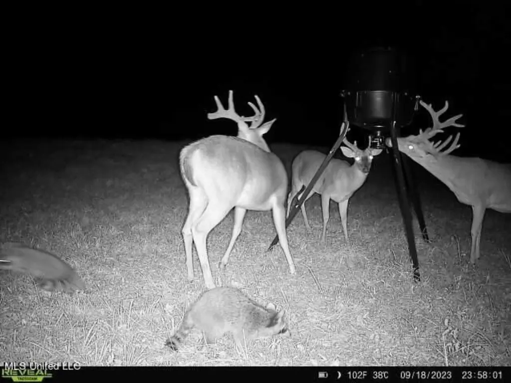 Picture 15
