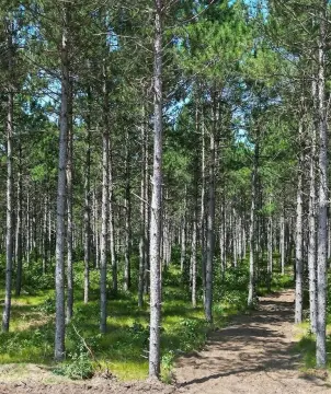 Wooded Buildable Recreational Homesite