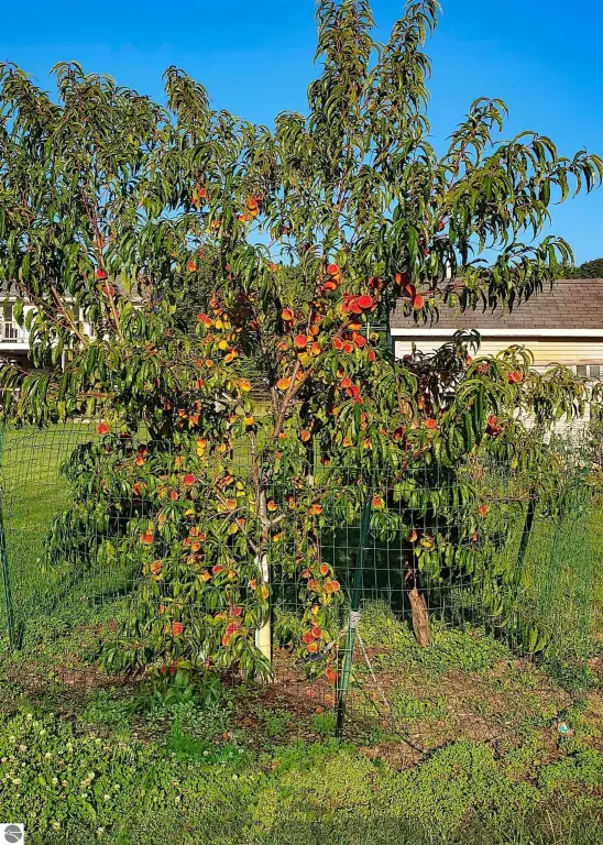 Picture 15