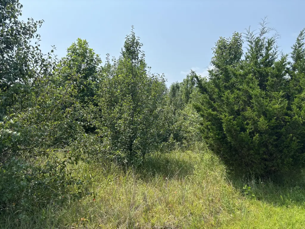 Picture 4