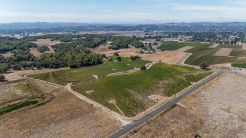 Producing Pinot Noir Vineyard