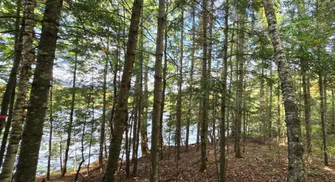 Waterfront Land on Horsehead Lake