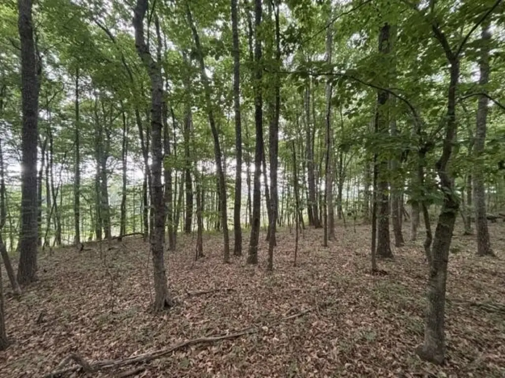 Picture 8