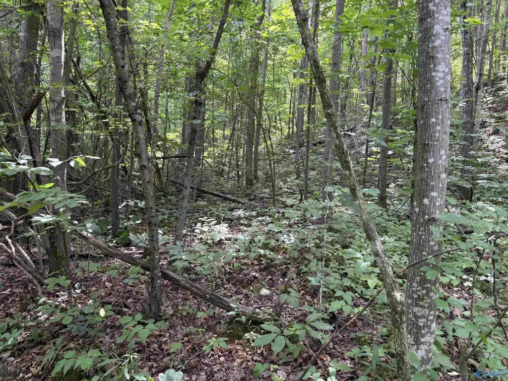 Picture 26