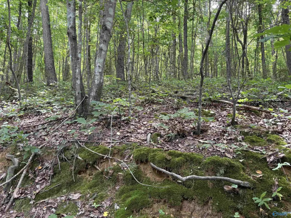 Picture 17