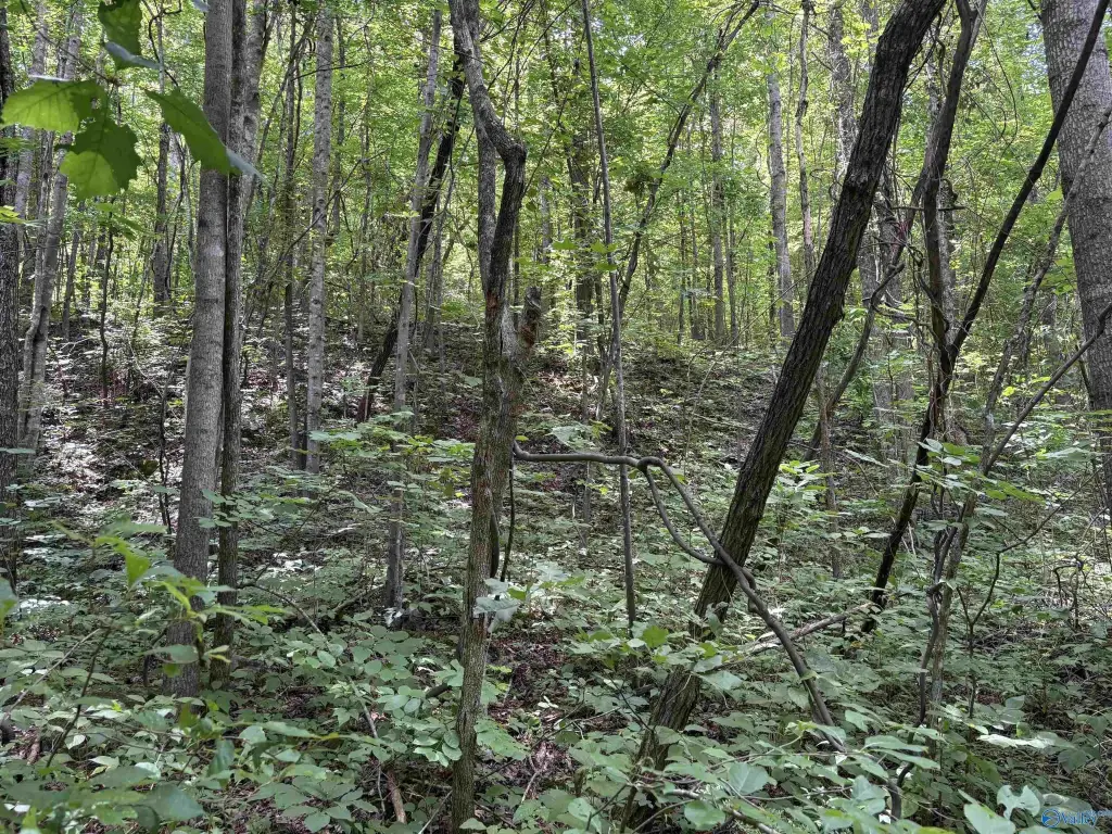 Picture 25