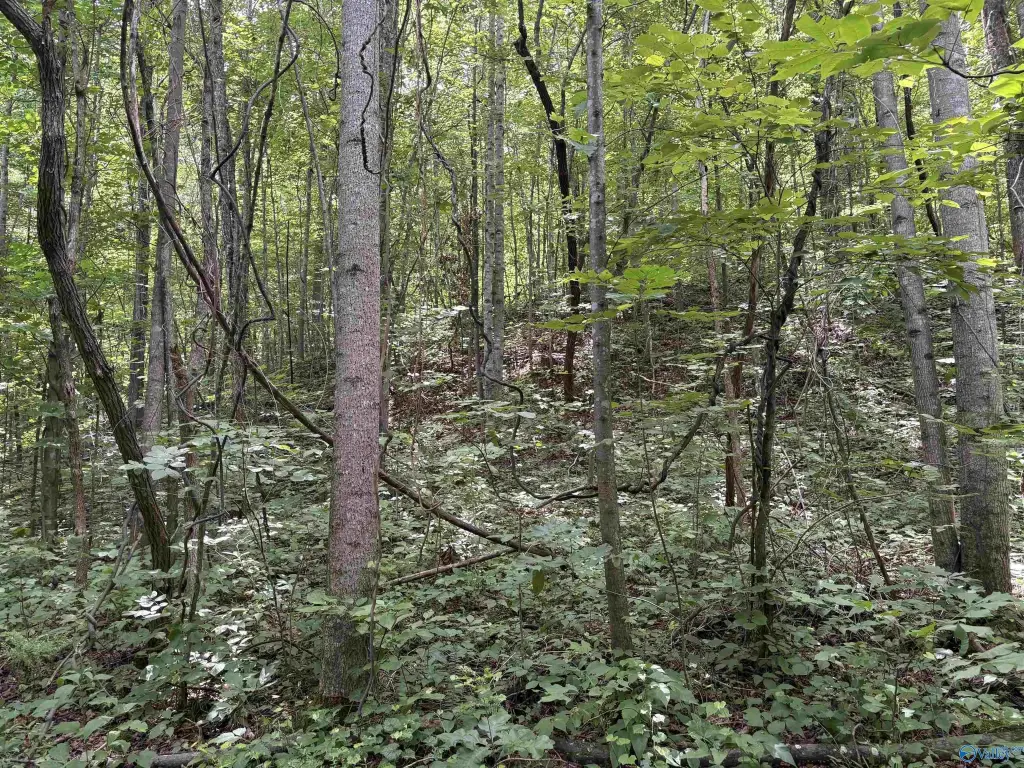 Picture 27