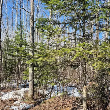 Hayward, WI Wooded Land Parcel