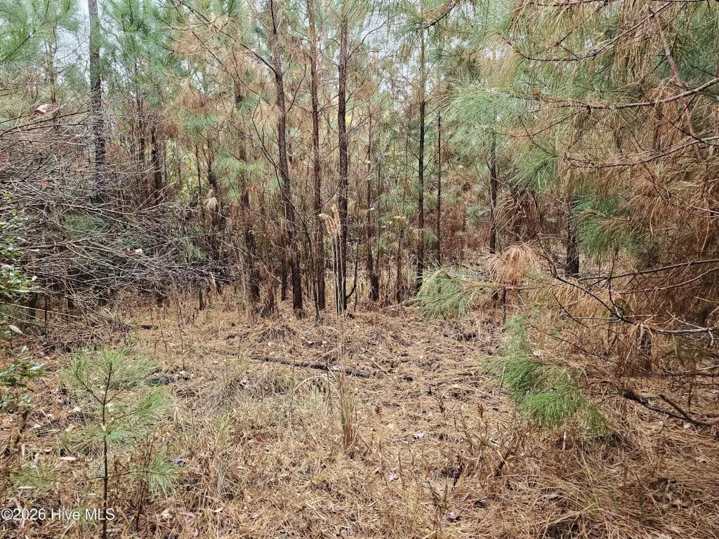Picture 5