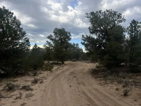 Forested Recreational Land Tract