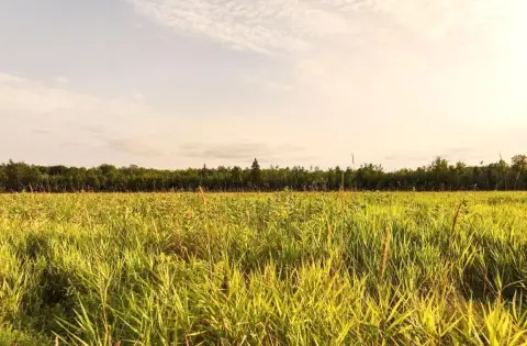 Spacious Land Parcel in Argonne