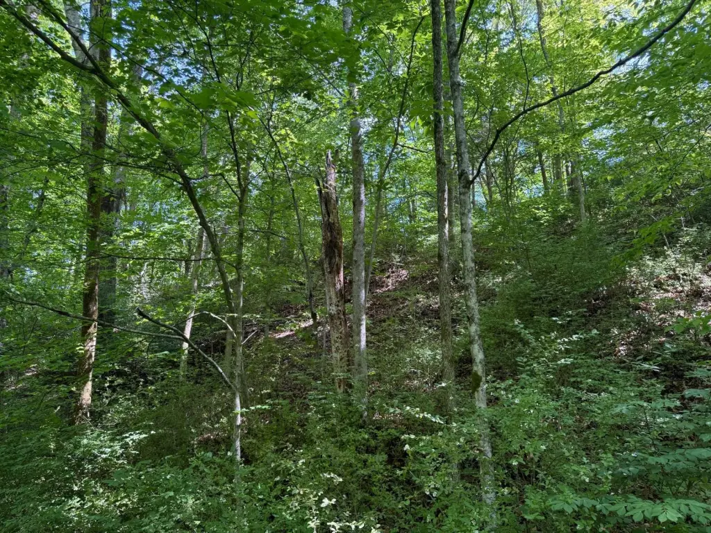 Picture 8
