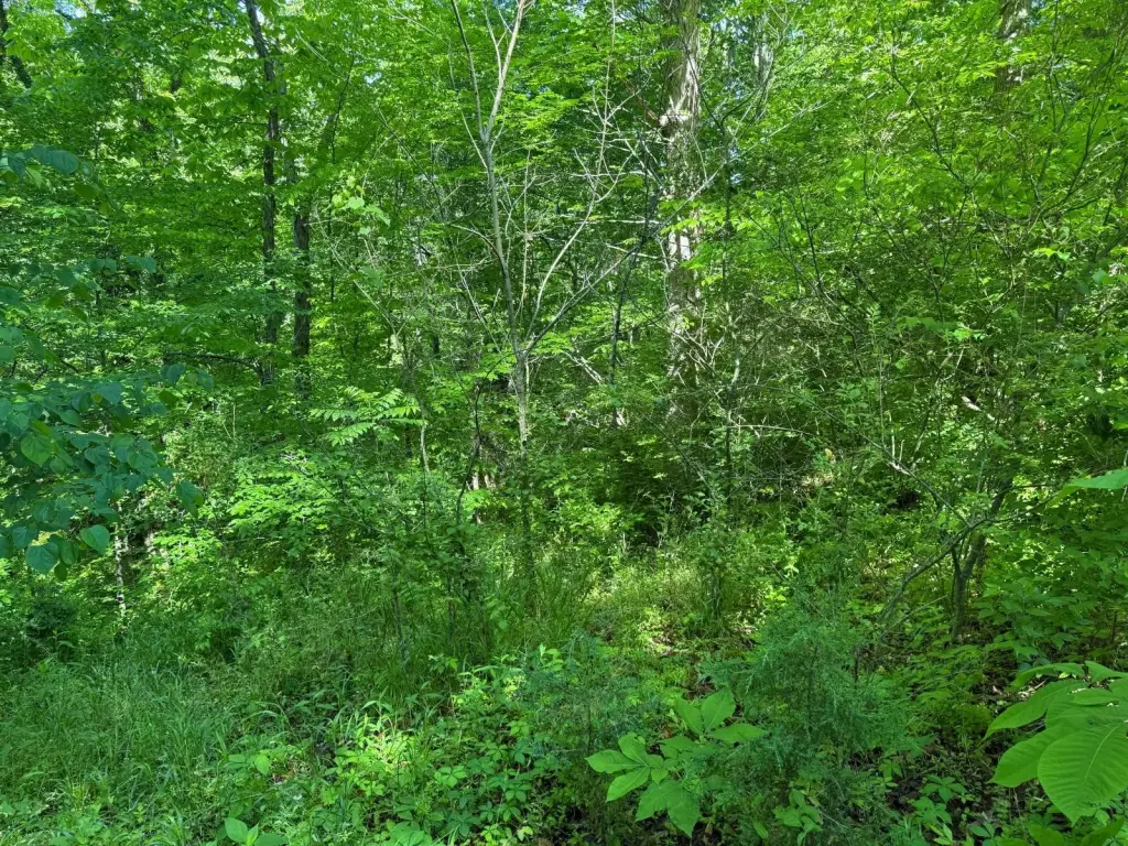 Picture 5