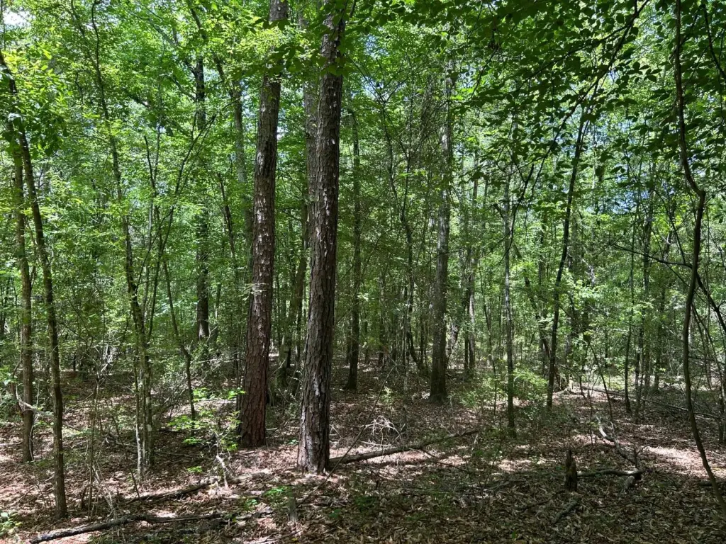 Picture 31
