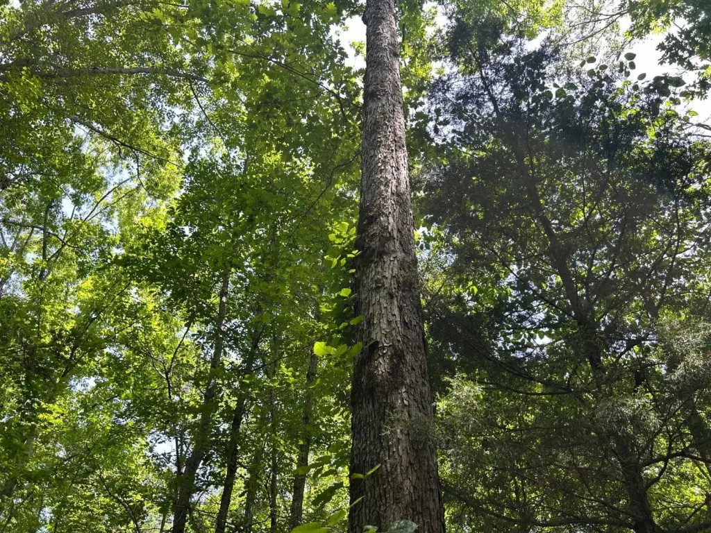 Picture 19
