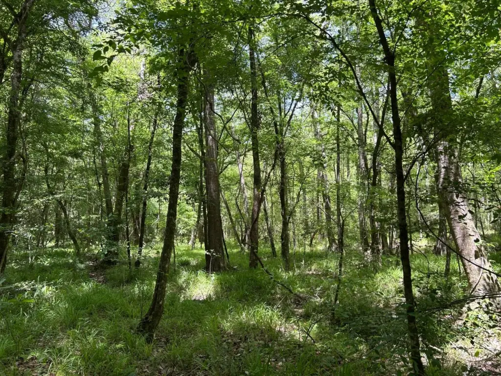 Picture 45