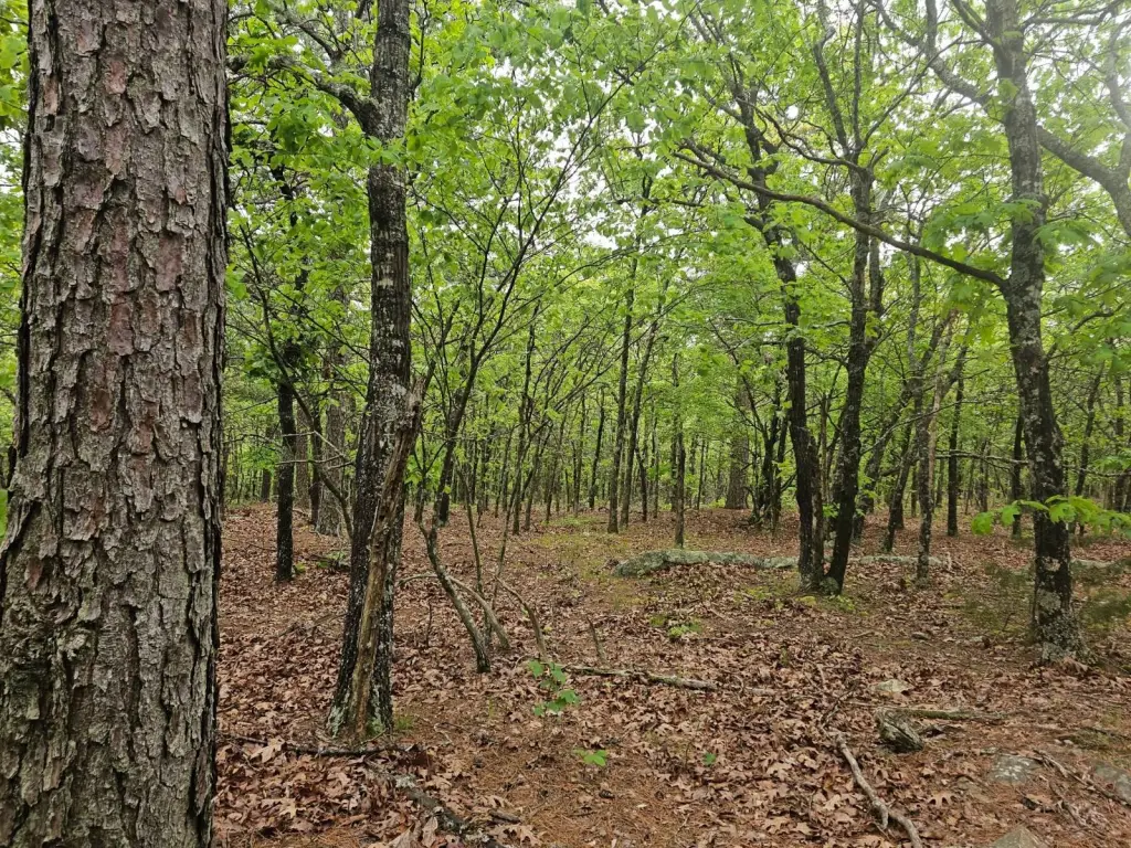 Picture 6