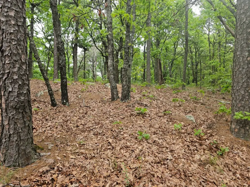 Picture 5