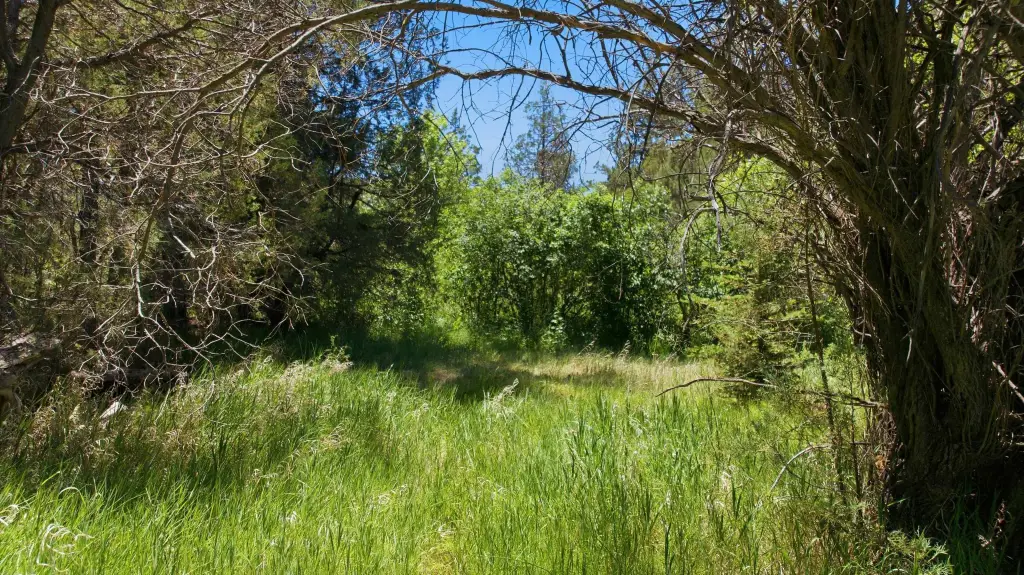 Picture 15