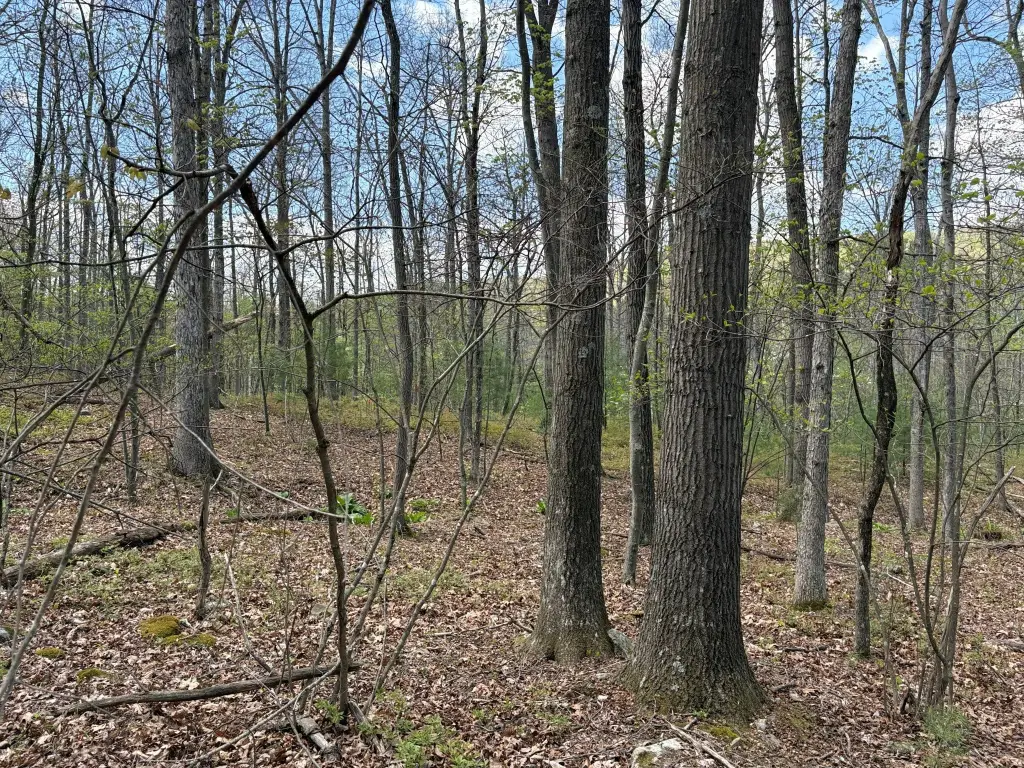 Picture 25