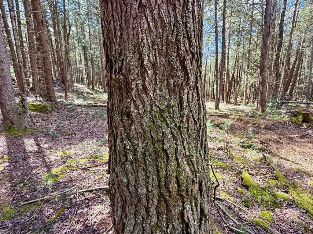 Picture 21