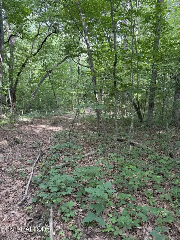 Picture 5