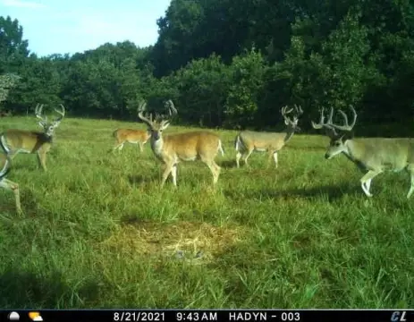 Premier Hunting Property in Jay