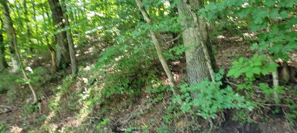 Picture 7