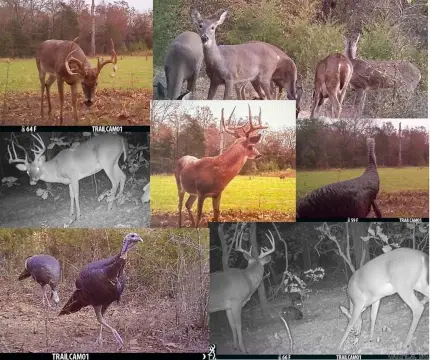 Hunting Land with Pond Trails