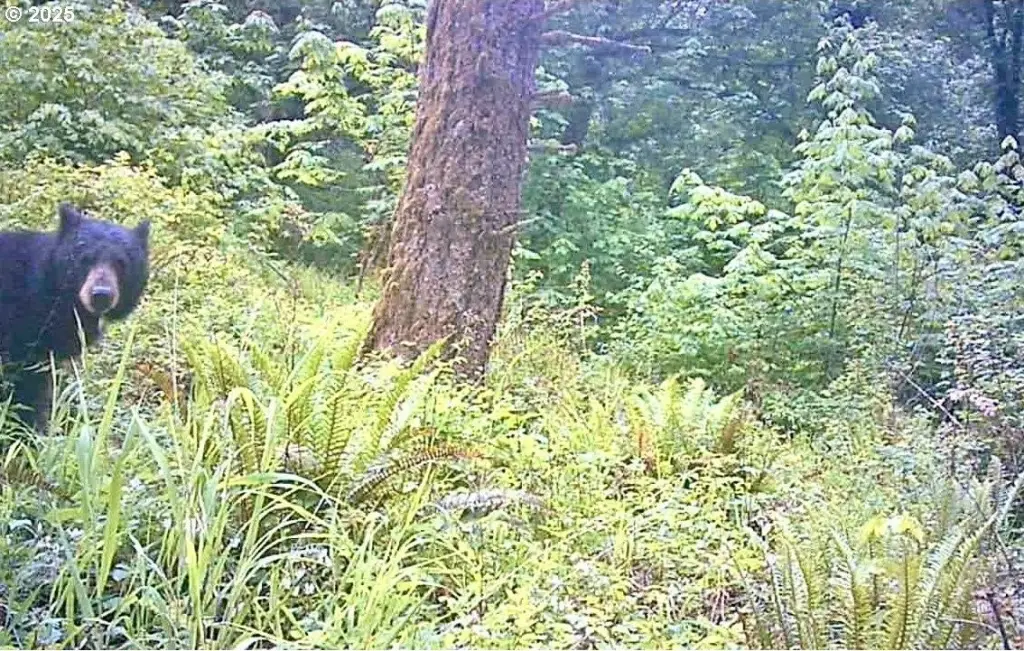Picture 31