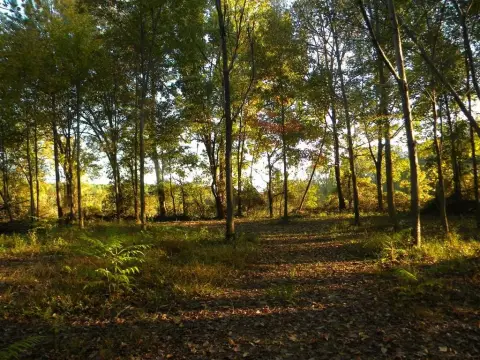 Land with Pond and Trees
