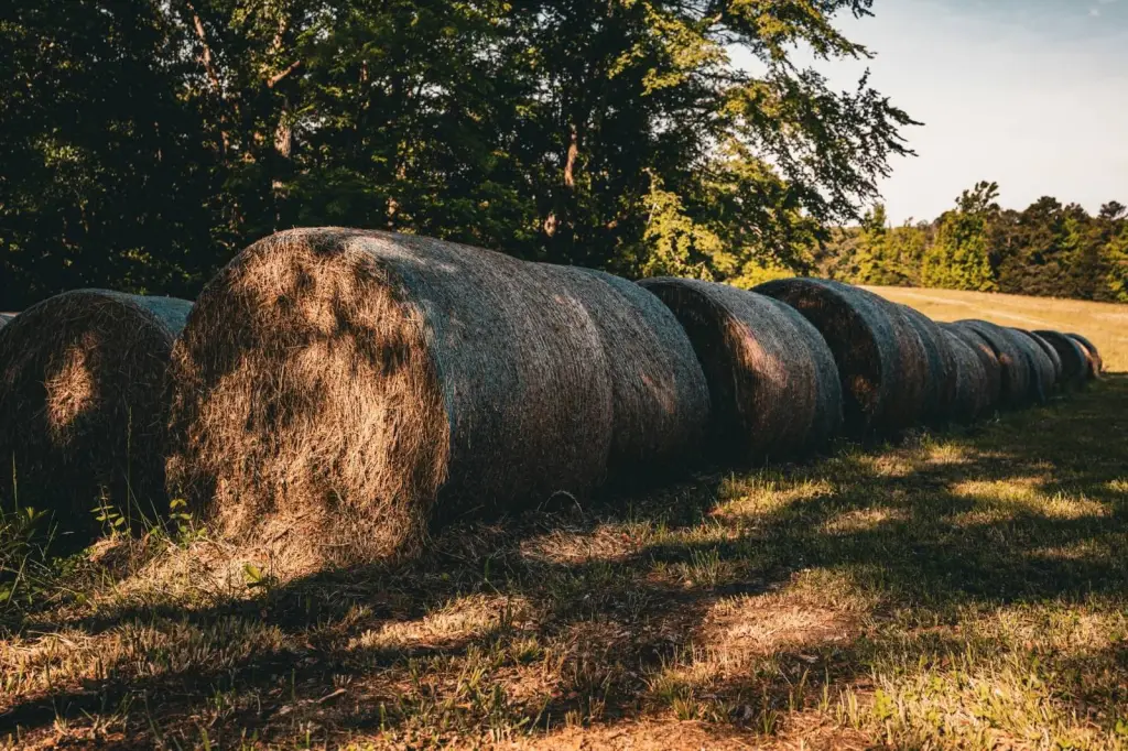 Picture 100