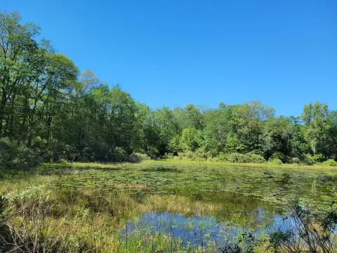 Land Near Cranberry Lake