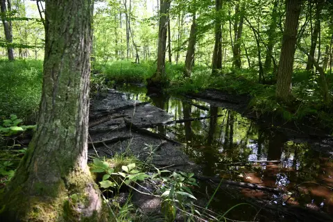 Newaygo Hunting Land Opportunity