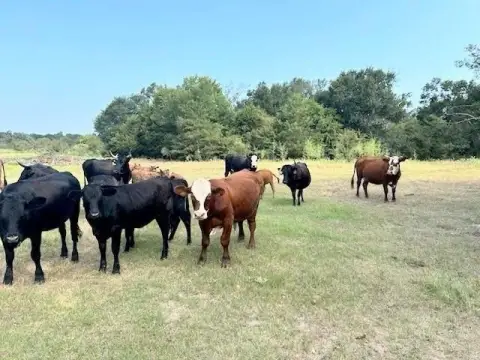 Teague, TX - 16.5 Acres