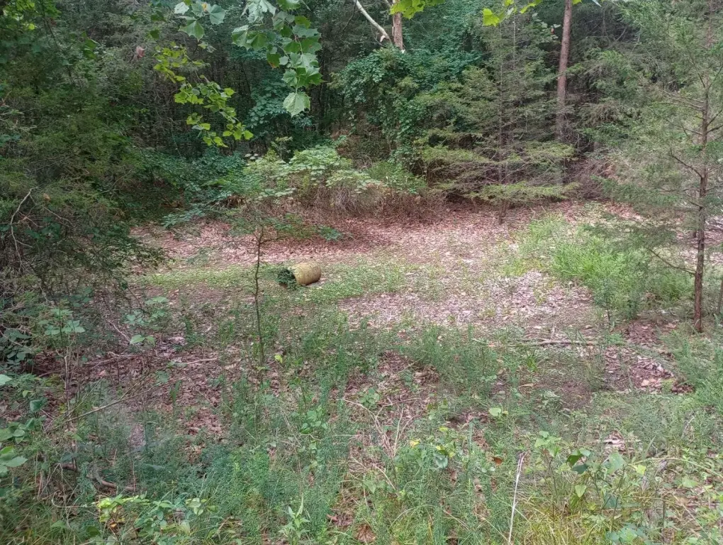 Picture 3