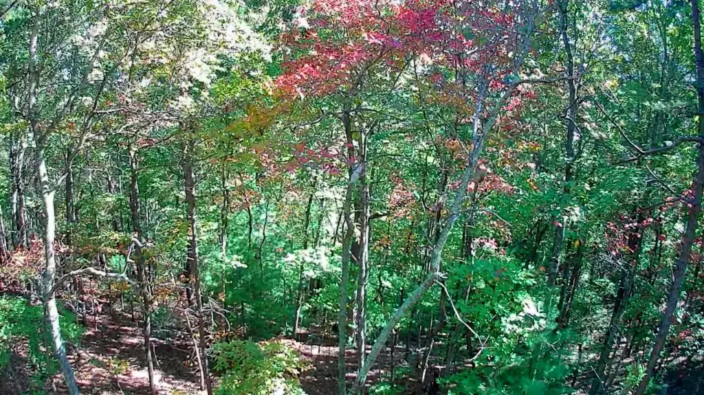 Picture 7