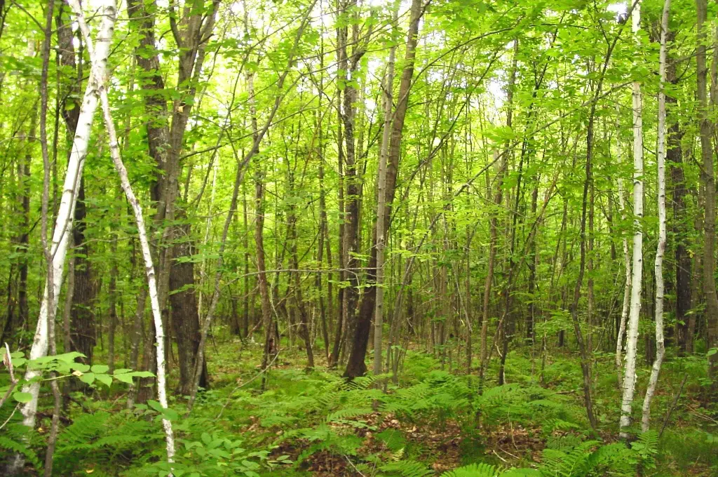 Picture 33