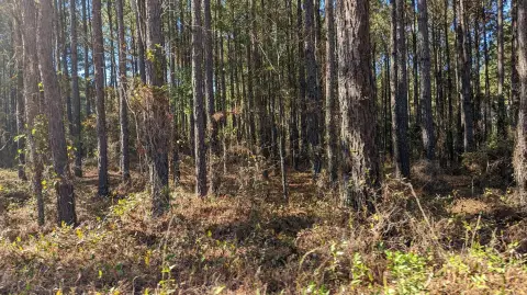 Keysville, GA Land Opportunity