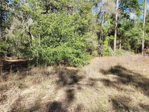 Homesite in Wooded Citrus Springs