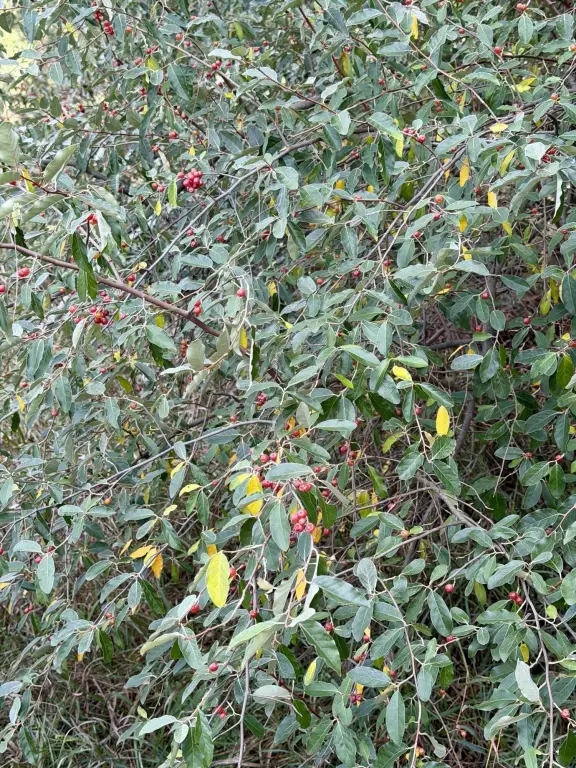 Picture 31