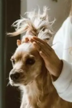 Established Dog Grooming Business