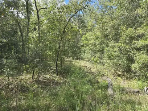 Two-Acre Williston Residential Land