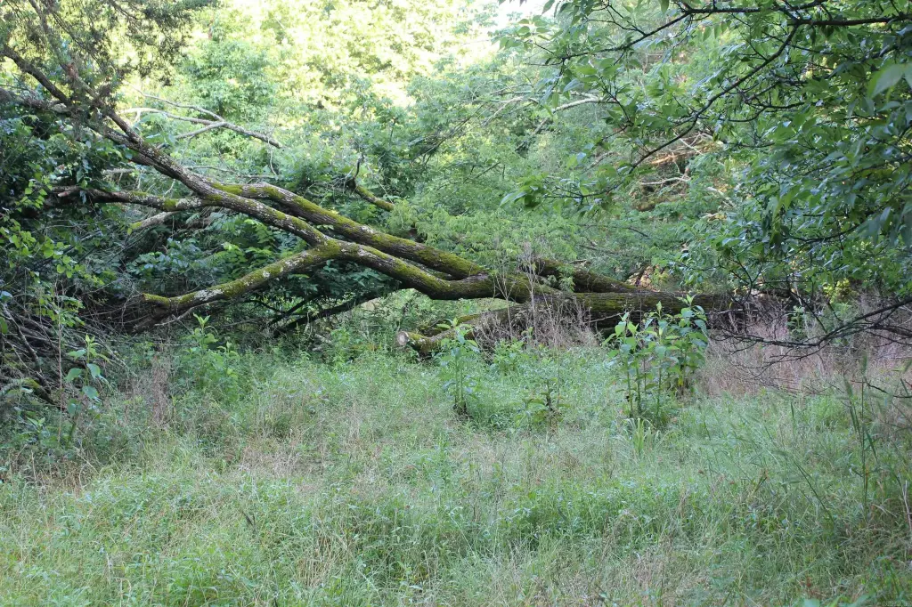Picture 42