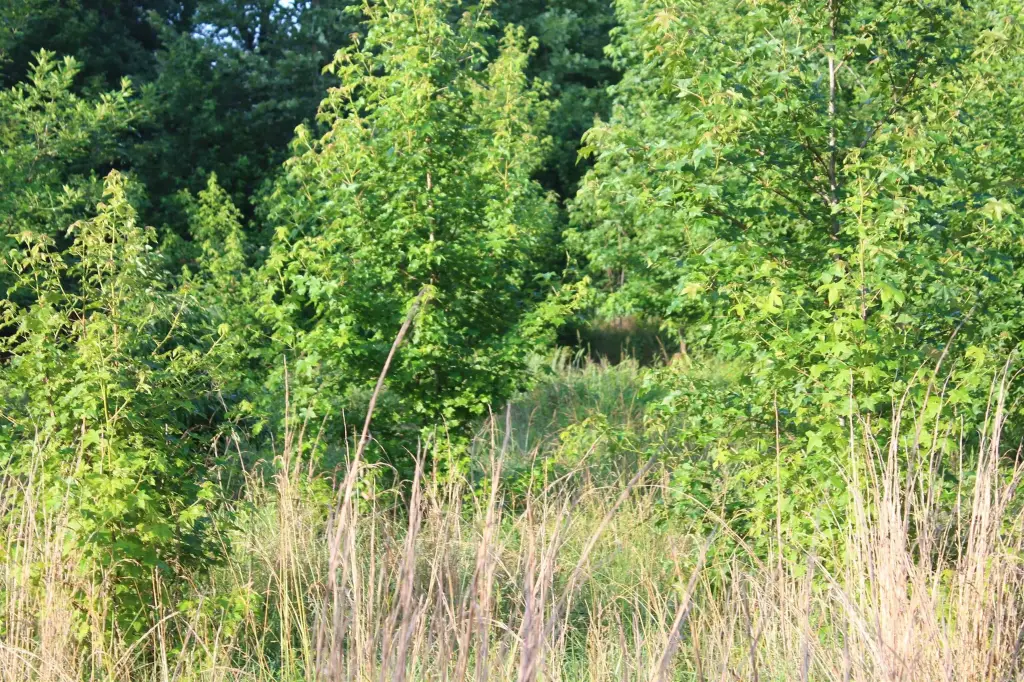 Picture 33